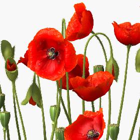 3D Poppy